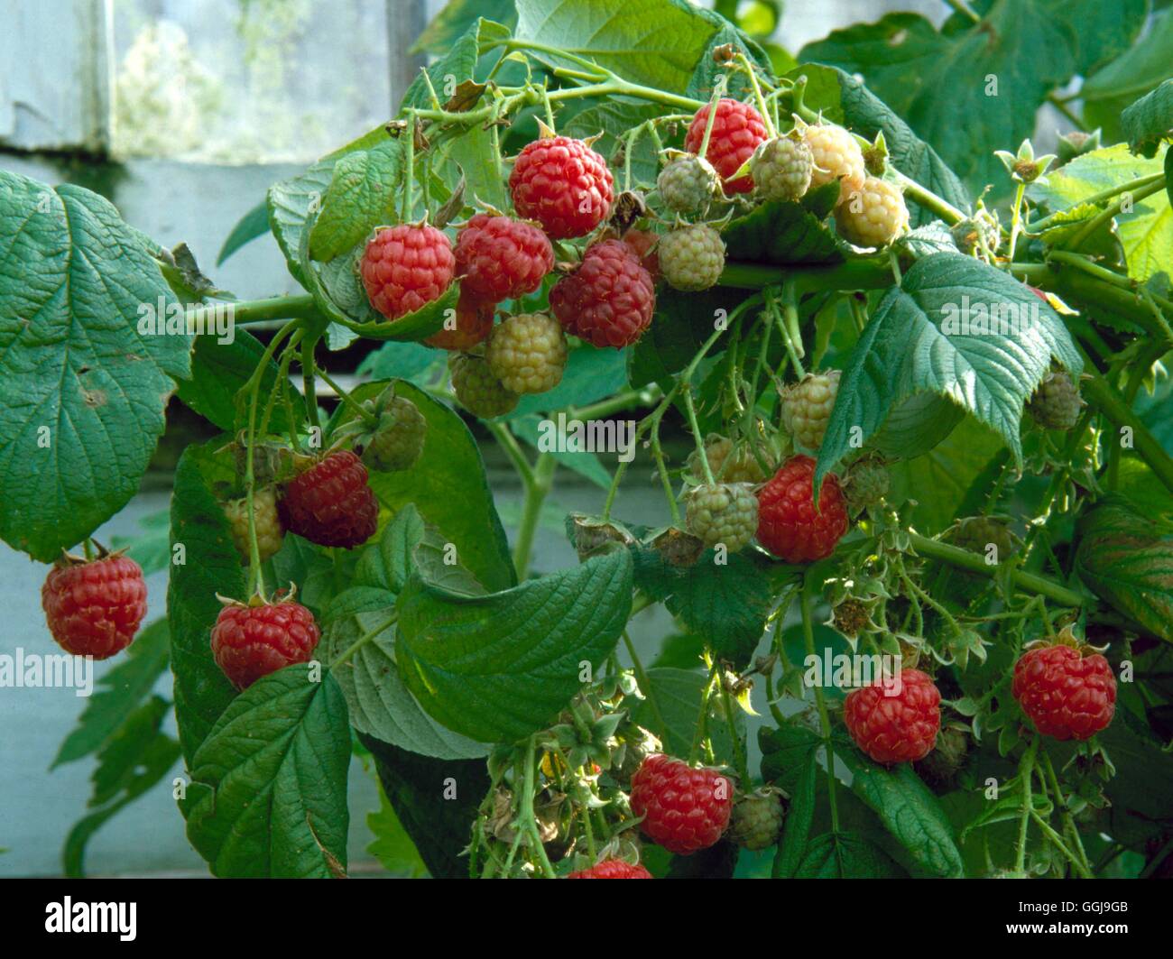 Raspberry - `Heritage'   FRU048243 Stock Photo